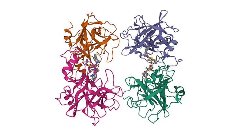 Tryptase